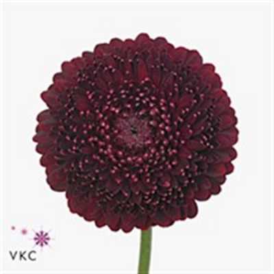 Germ Pomponi Black Pearl