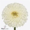 Germ Pomponi Blanco