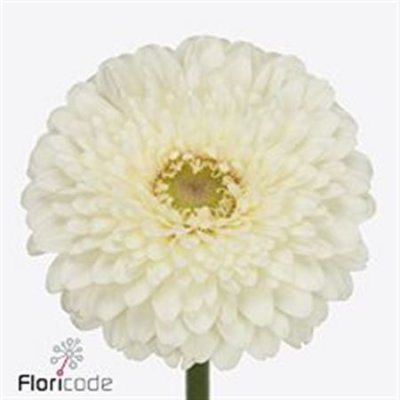Germ Pomponi Blanco