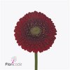 Germ Pomponi Red Light