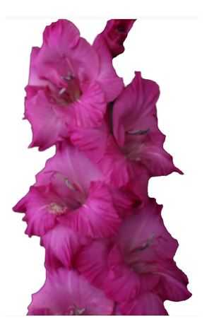 Glad Cerise