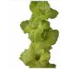 Glad Green
