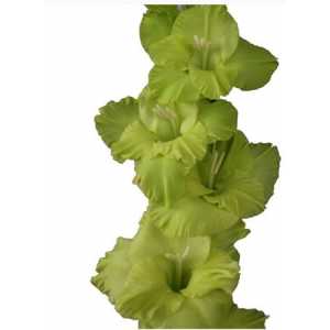 Glad Green