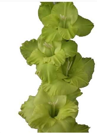 Glad Green