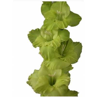 Glad Green