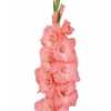 Glad Pink