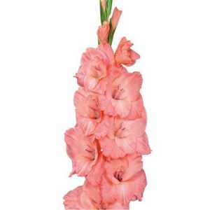 Glad Pink