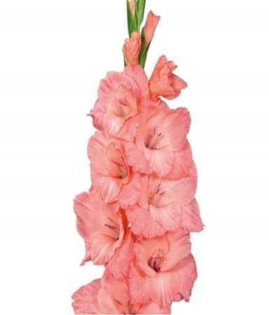 Glad Pink