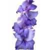 Glad Purple