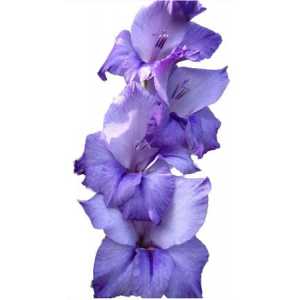 Glad Purple