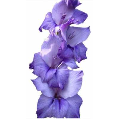 Glad Purple