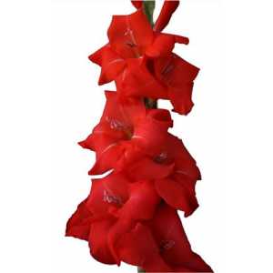 Glad Red