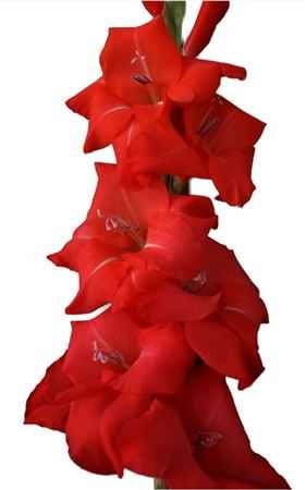 Glad Red