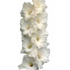 Glad White