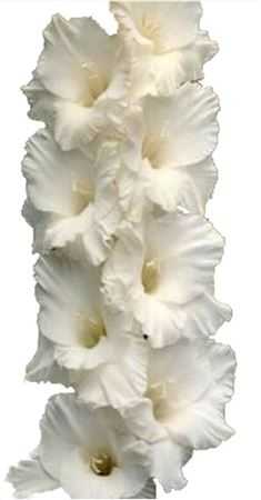 Glad White