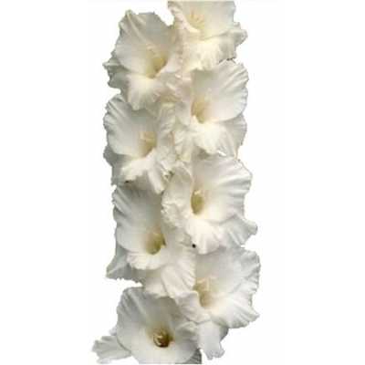 Glad White