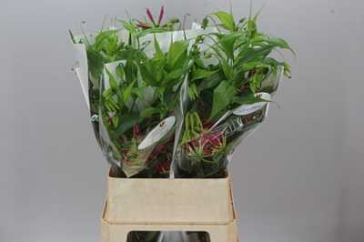 Gloriosa Long