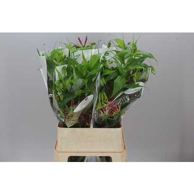 Gloriosa Long