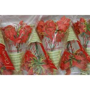Gloriosa Orange Short
