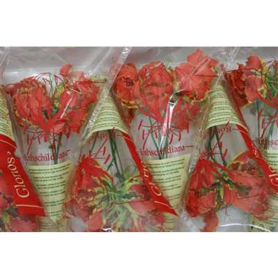 Gloriosa Orange Short