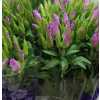 Godetia Lavendel