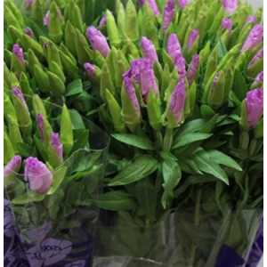 Godetia Lavendel