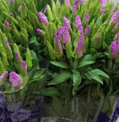 Godetia Lavendel