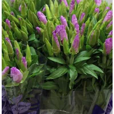 Godetia Lavendel