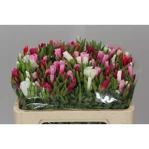Godetia Mix