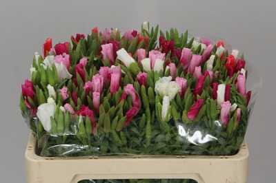 Godetia Mix
