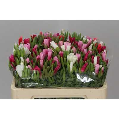 Godetia Mix