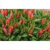 Godetia Peach