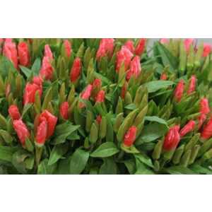 Godetia Peach