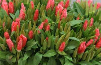 Godetia Peach