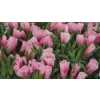 Godetia Pink
