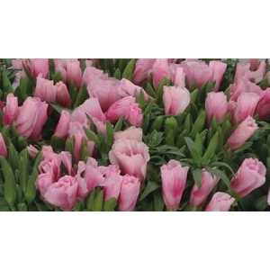 Godetia Pink