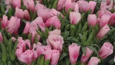 Godetia Pink