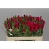 Godetia Red
