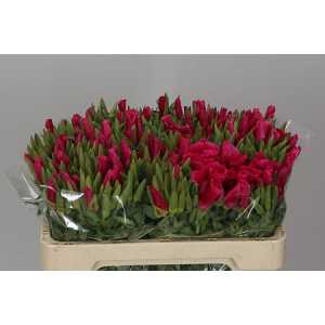 Godetia Red