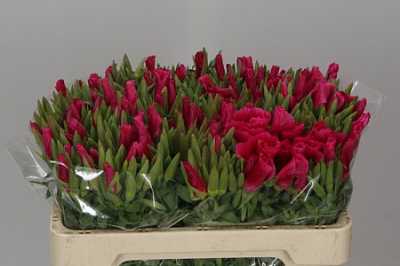 Godetia Red