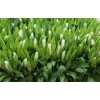 Godetia White