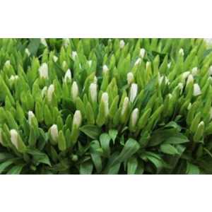 Godetia White