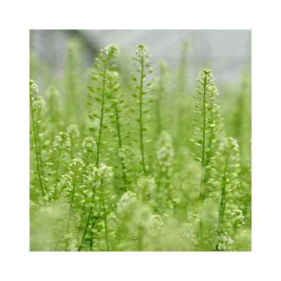 Green Bell