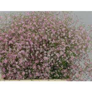 Gyp El Roze Per Bos