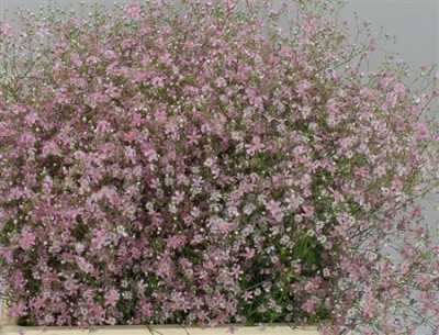 Gyp El Roze Per Bos