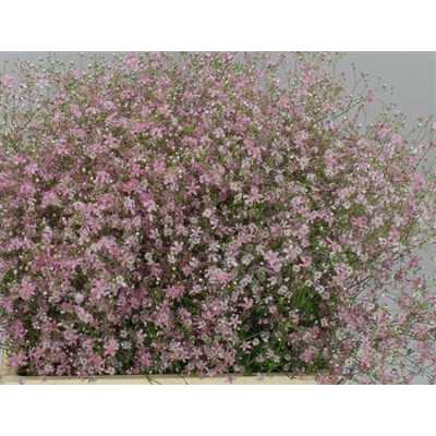 Gyp El Roze Per Bos