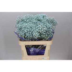 Gyps Absorbed Pale Blue