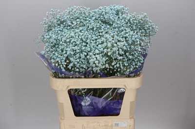 Gyps Absorbed Pale Blue