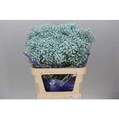 Gyps Absorbed Pale Blue