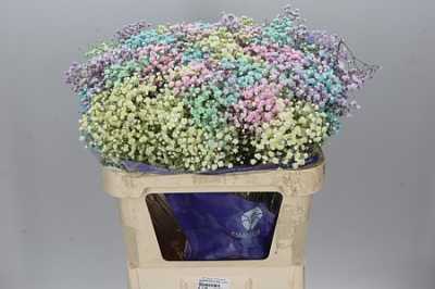 Gyps Absorbed Rainbow Mix In Bunch